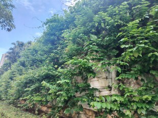 繁茂绿植中的隐蔽箱体