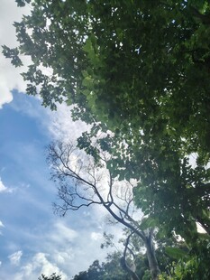 蓝天绿树间的自然景致