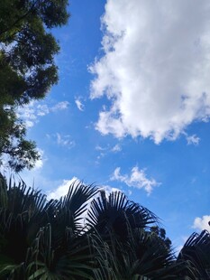 蓝天绿树间的清新景致