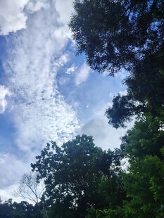 林间蓝天