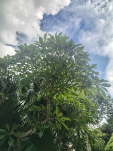 繁茂绿树与蓝天白云