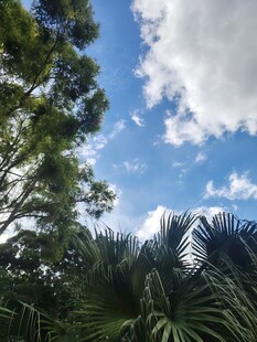 蓝天绿树间的自然景致