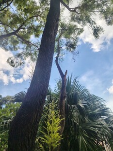 仰视参天大树与蓝天美景