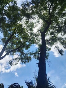 蓝天绿树间的自然景致