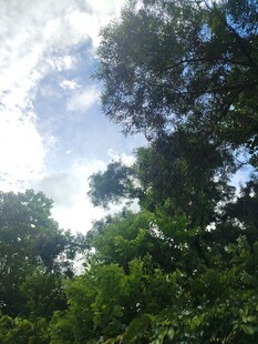 仰望茂密树林中的天空