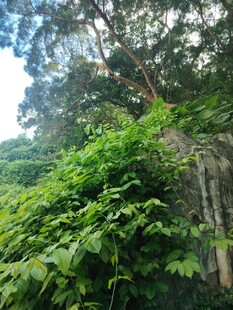 繁茂绿植环绕的自然景致