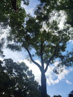 仰望参天大树与蓝天