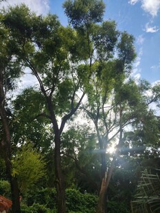 阳光洒落林间绿树美景