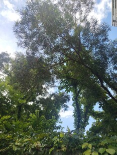 夏日繁茂绿树与蓝天景象