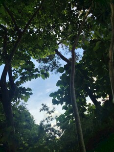 仰视茂密树林中的天空