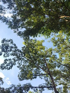 仰视葱郁树冠蓝天美景
