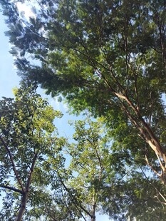 仰视茂密树木的清新景象