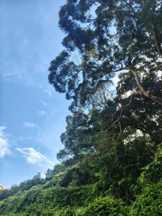 蓝天绿树间的自然景致