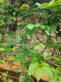 繁茂绿植的生机景象