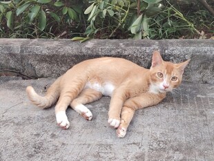 橘猫悠闲躺地