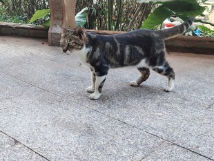 行走的黑白花纹猫咪