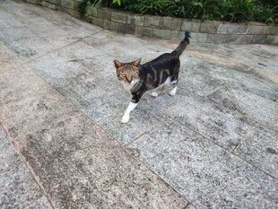 户外行走的三色猫咪