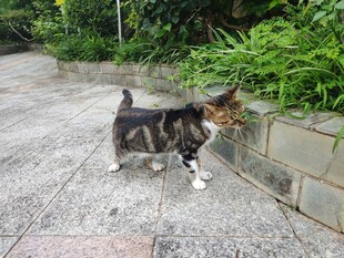 路上行走的三色猫咪