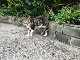 路边的可爱小花猫