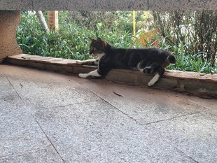 户外平台上休憩的猫咪