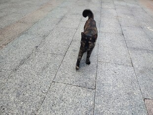 独自漫步的黑色猫咪