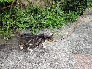路边小猫觅食中