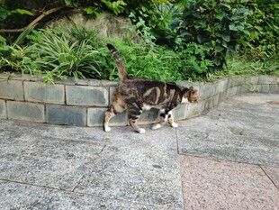 小猫在户外的行走瞬间