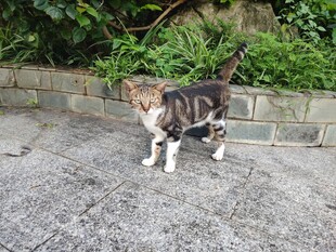 两只萌宠猫咪户外漫步