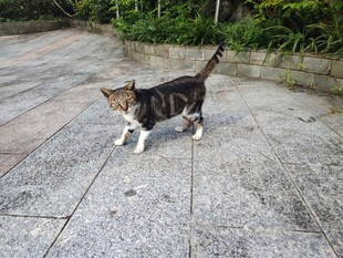 户外行走的可爱小猫咪