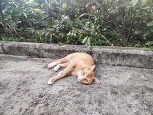 路边休憩的猫咪