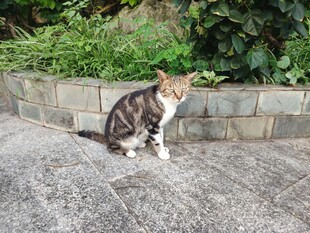 路边蹲坐的三色猫咪