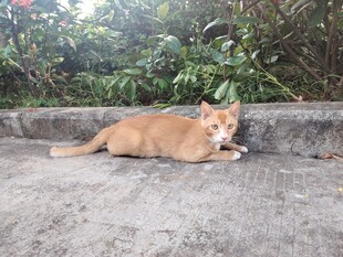 猫咪