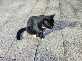 黑猫蹲坐于石板地面