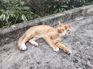 橘猫趴地休憩