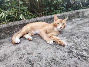 橘猫悠闲趴地