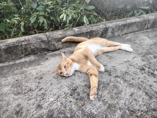 慵懒猫咪惬意躺卧石上