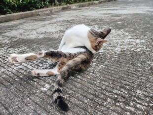 猫咪惬意躺地享受时光