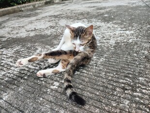 猫咪惬意躺地晒太阳