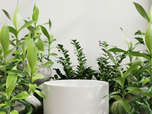 室内绿植盆栽清新景致