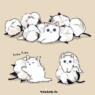 可爱猫咪的多样萌态