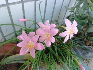 粉色风雨兰绽放于草丛