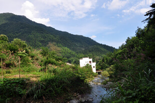 山间溪流旁的清新景致