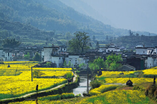 春日乡村繁花溪流美景
