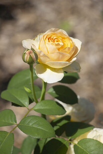 黄色月季花