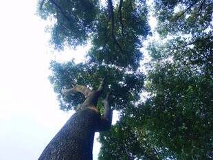 仰视参天大树
