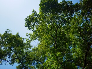 仰视葱郁树冠蓝天美景