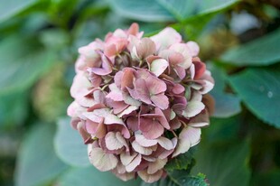 粉色绣球花特写
