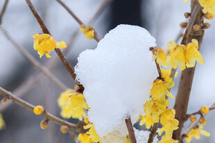 雪覆腊梅枝头