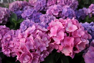 多彩绣球花绽放