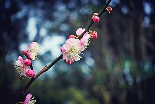 枝头绽放的粉嫩梅花